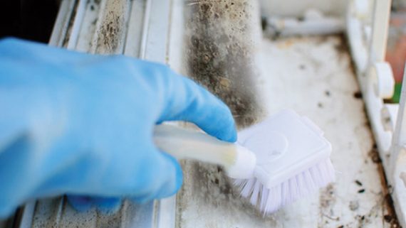 Mould Cleaning 