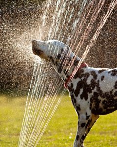 Animals suffer from the heat, too. Remember to make sure they have adequate supplies of water and food when you are away